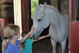 Haras de Cluny