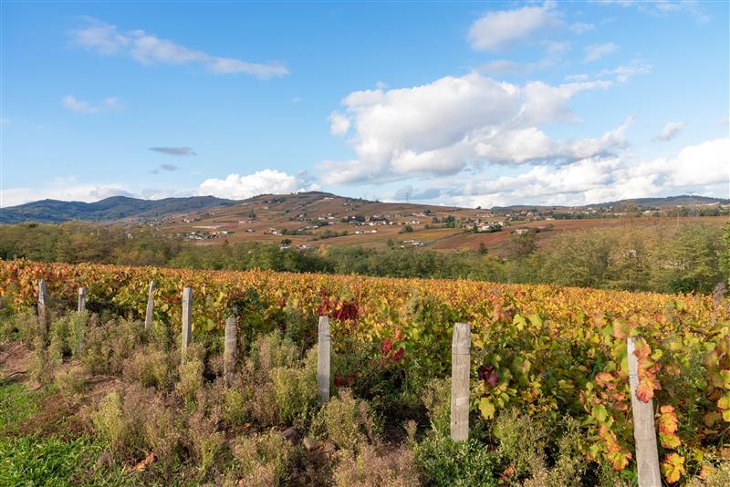 la-chapelle-de-guinchay-vignoble-rando-michel-falcotet-3777